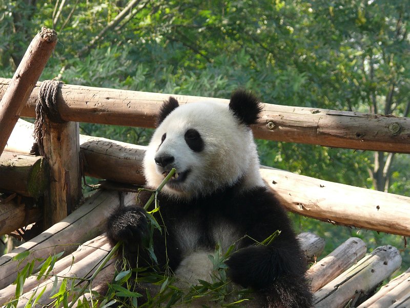 Pandas (018).jpg